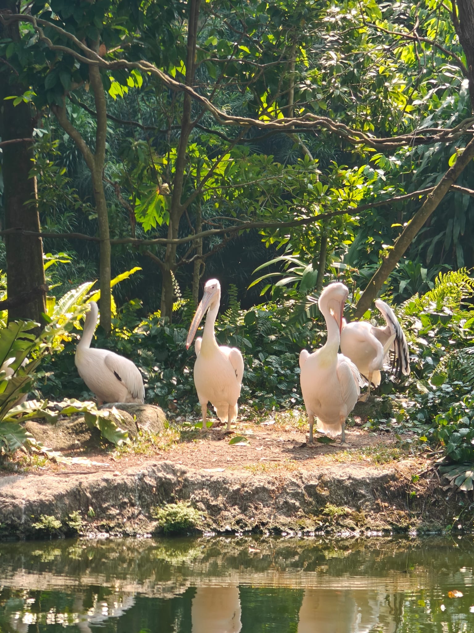 The Pelican Problem